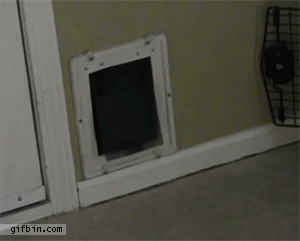 1367943277_fat_cat_squeezes_itself_through_flap_door.gif