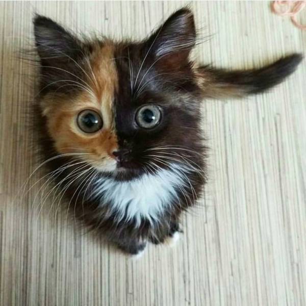 acid_picdump_94.jpg