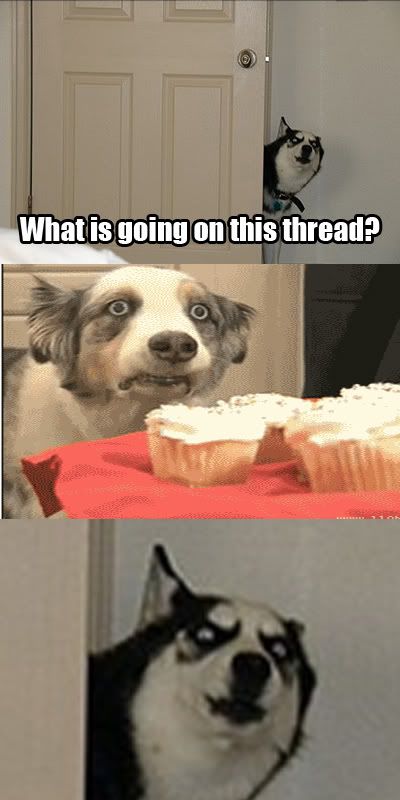 funnydogface.jpg