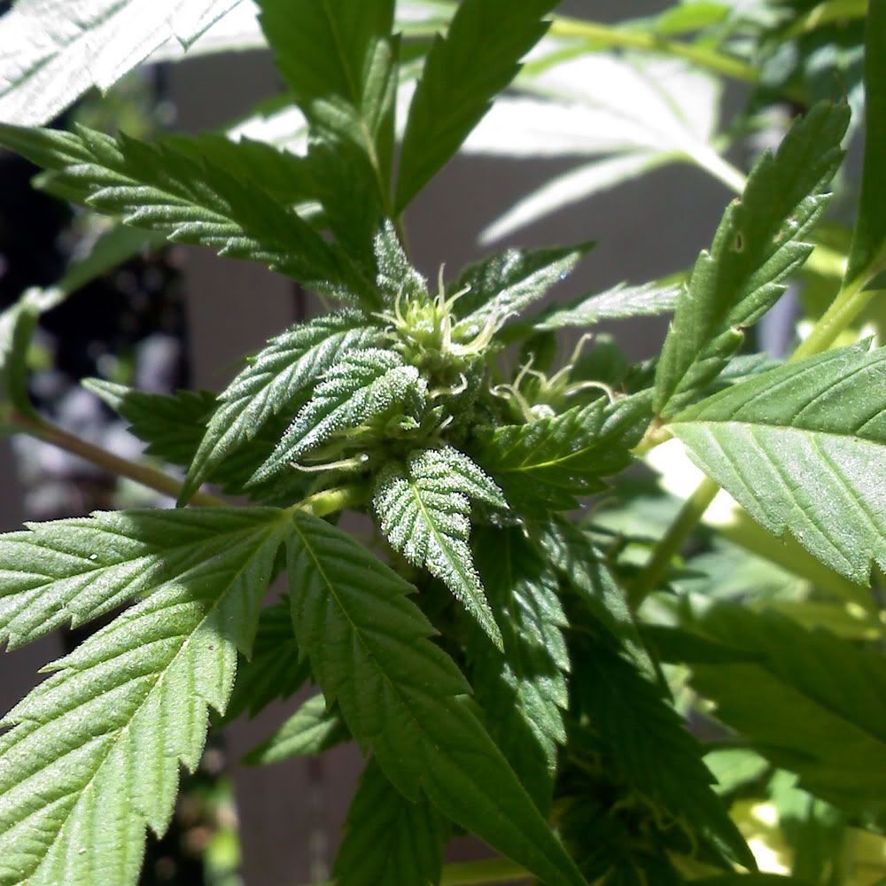 plant-1.jpg