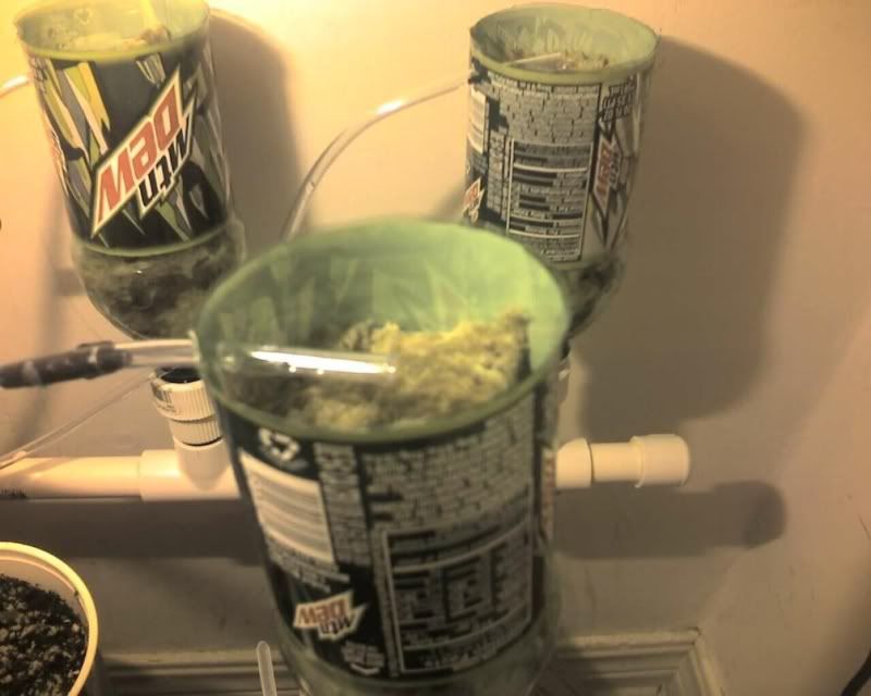 dew.jpg