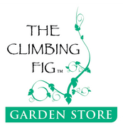 theclimbingfig.com.au