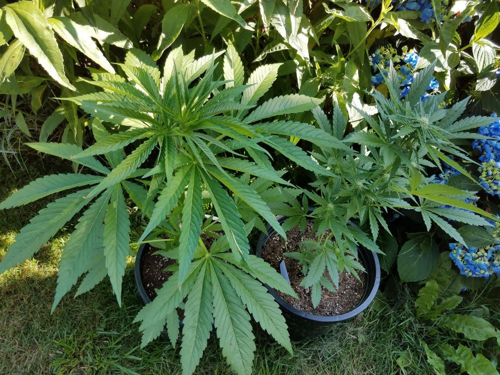 outdoor1g.jpg