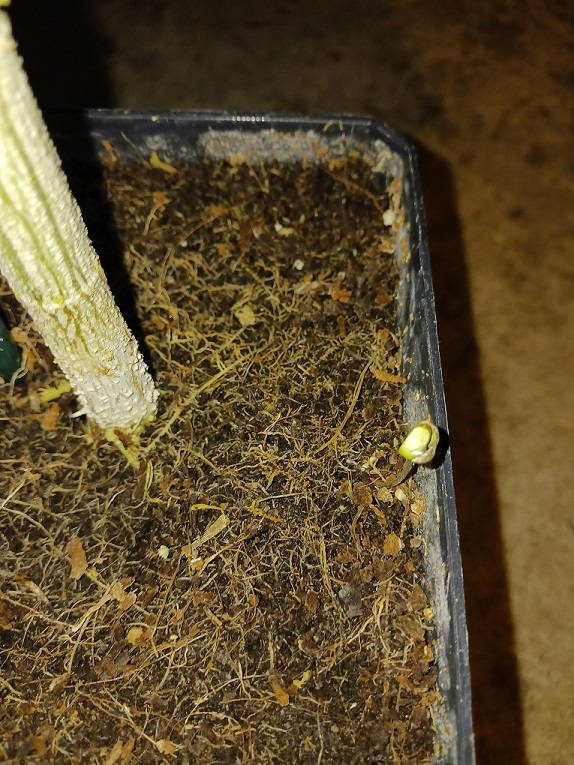 htseedsprout.jpg