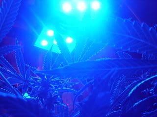 DSC03908.jpg