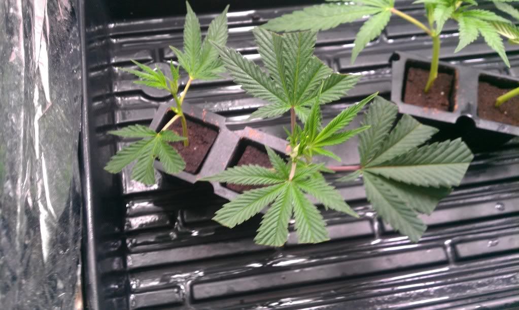 IMAG0755.jpg