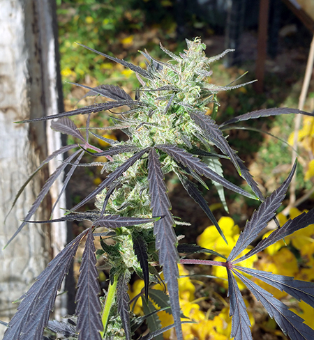 seedheaven.org