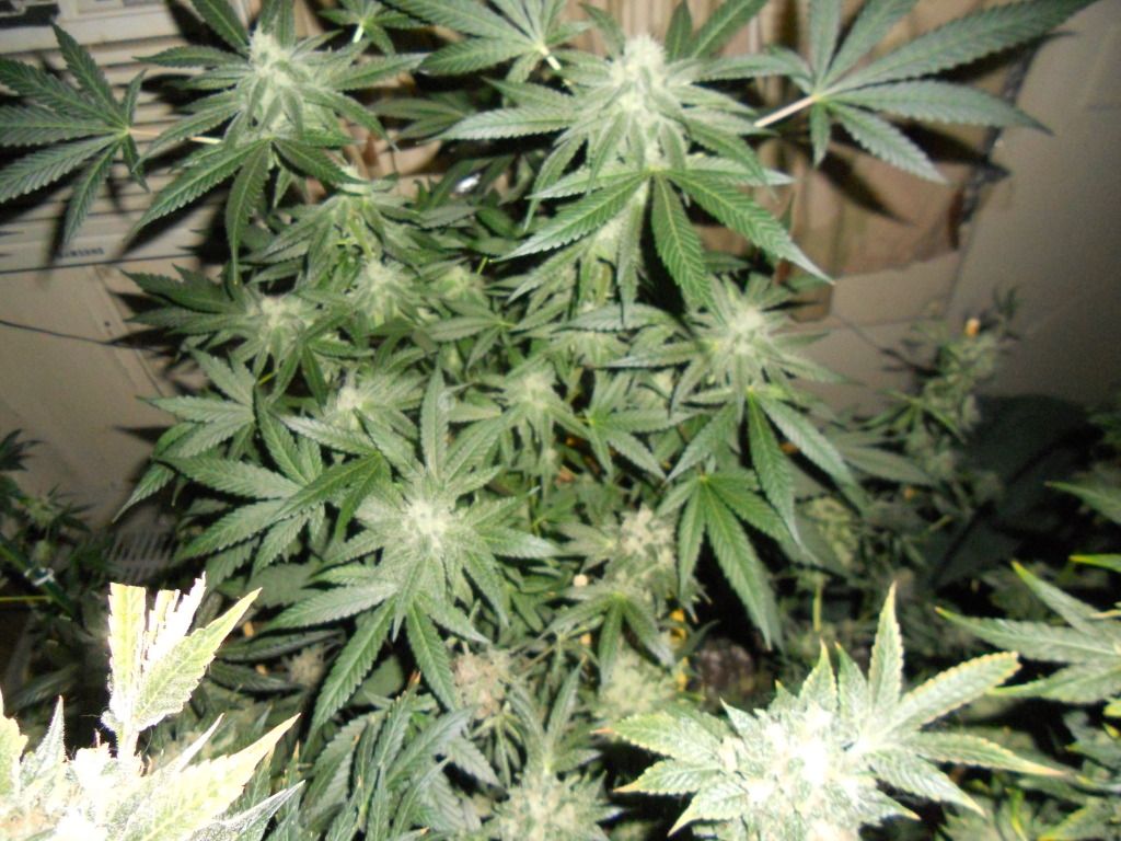DSCN5070.jpg
