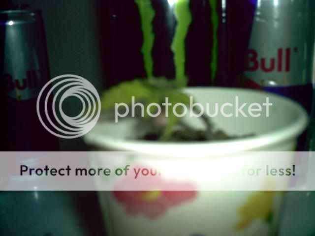 PIC00004-1.jpg