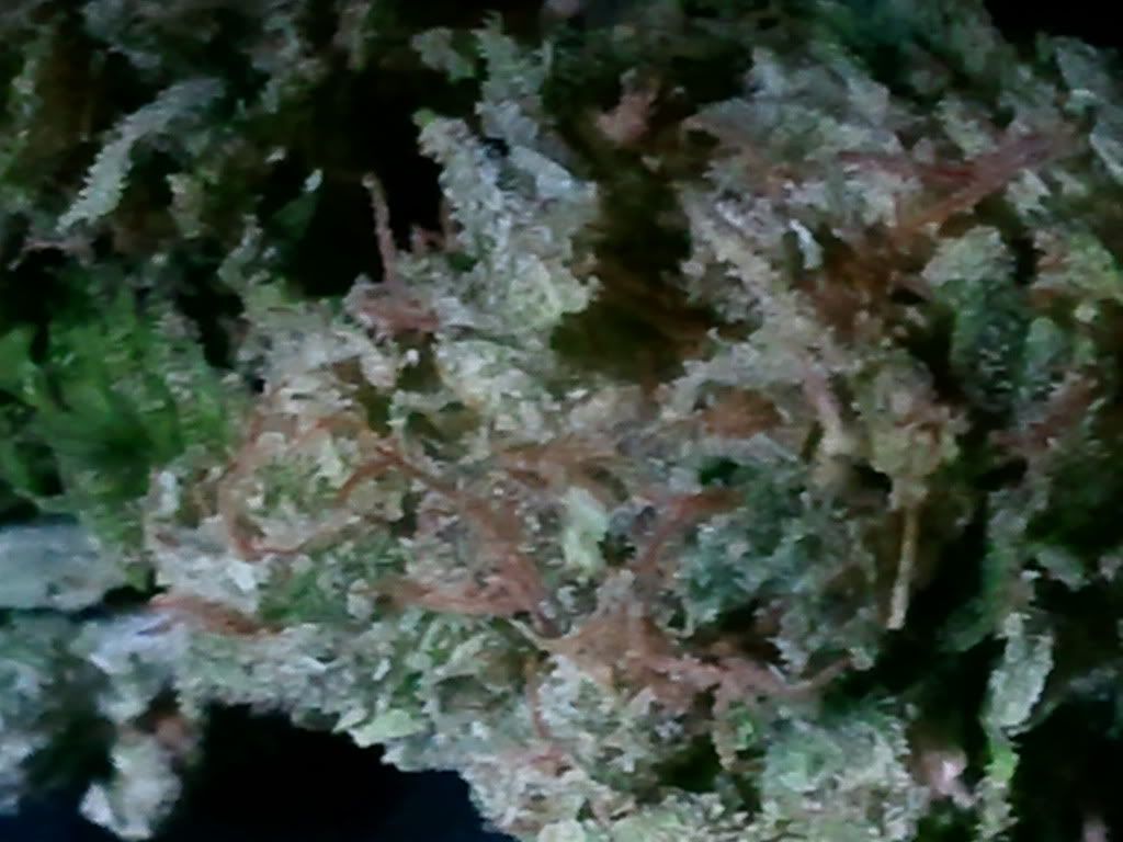 2011-02-21182800.jpg