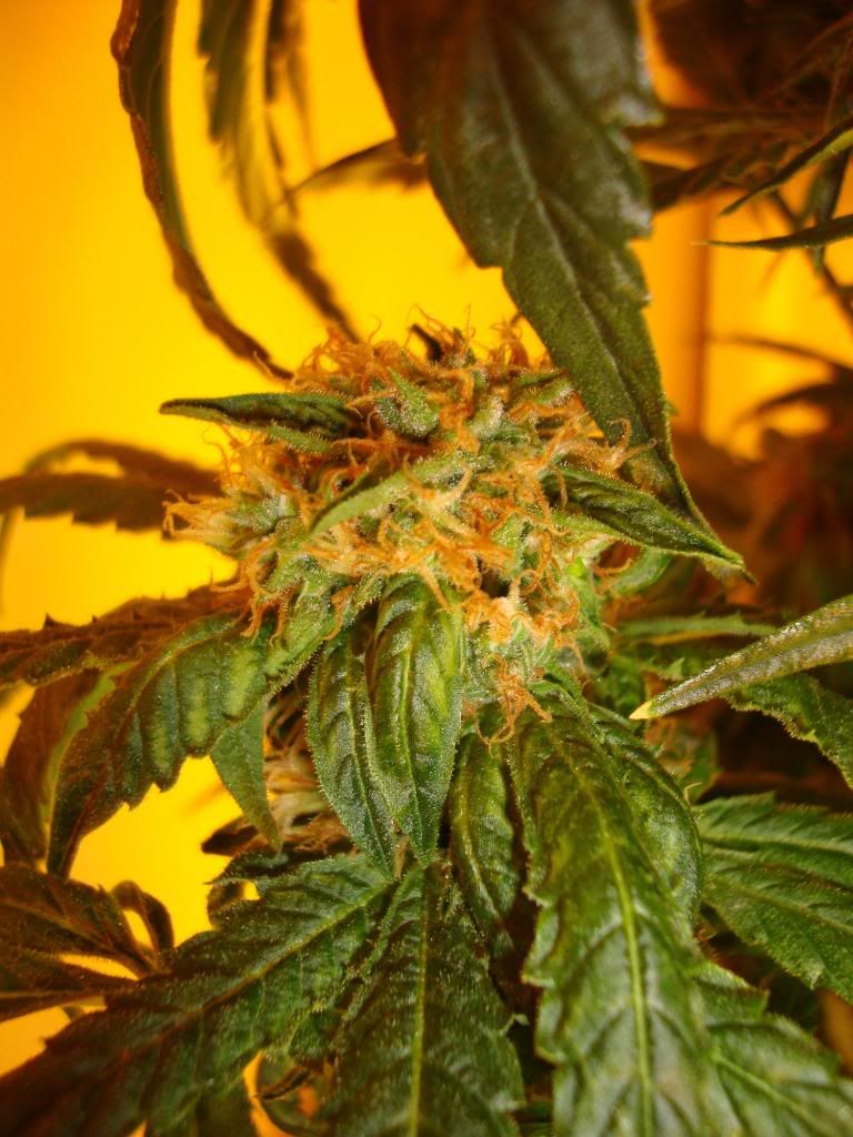 sharksbreath002.jpg