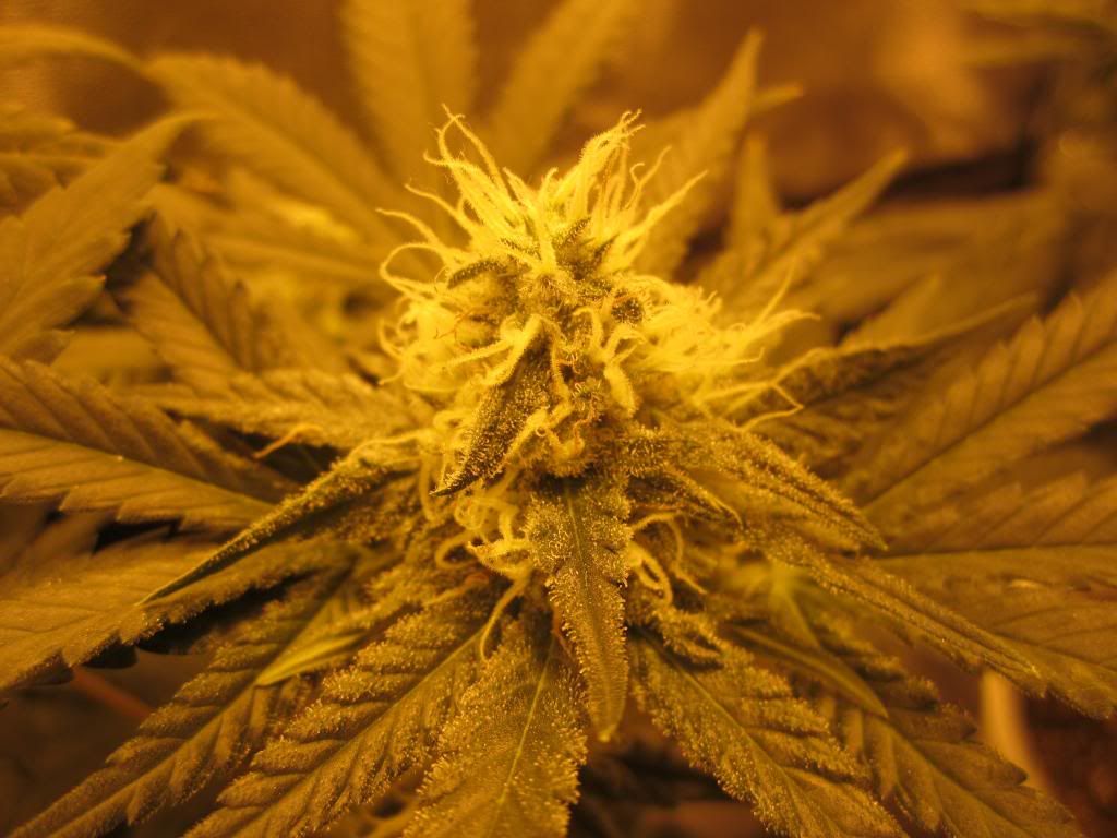 PE3_zpsbc17f367.jpg