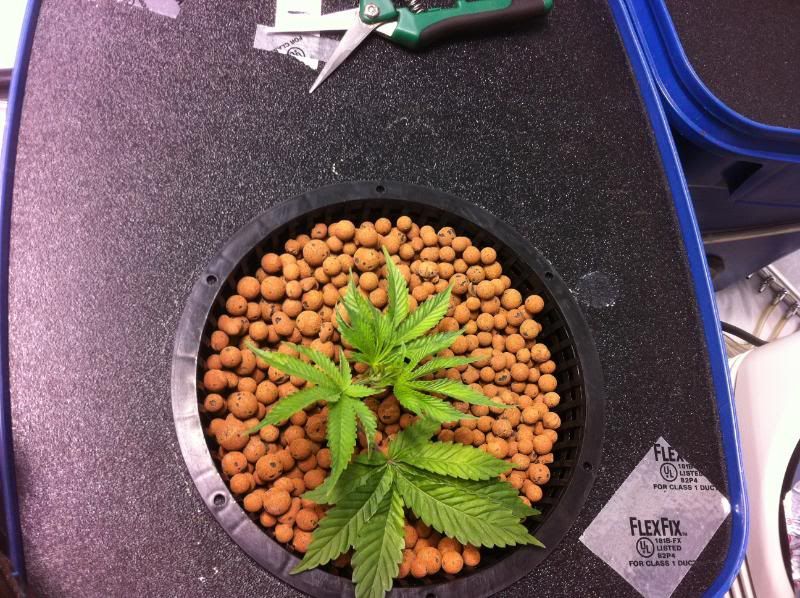 plant1pos.jpg