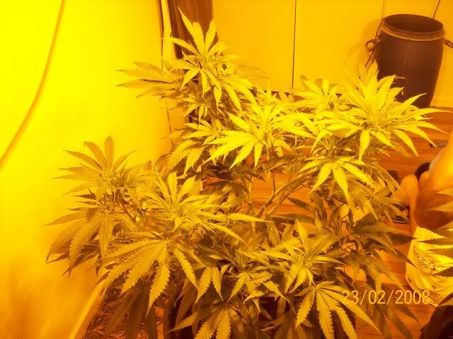 Plants055.jpg