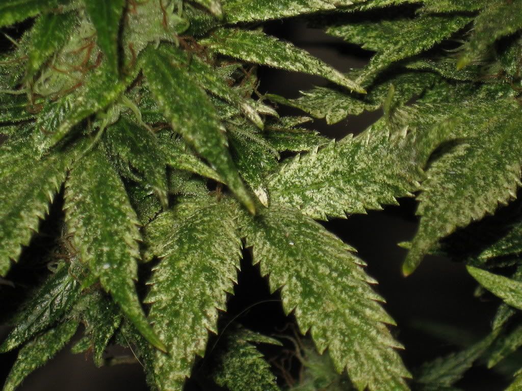 IMG_2010.jpg