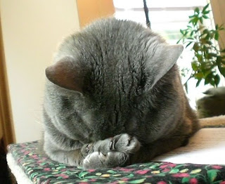 facepalm-cat.bmp