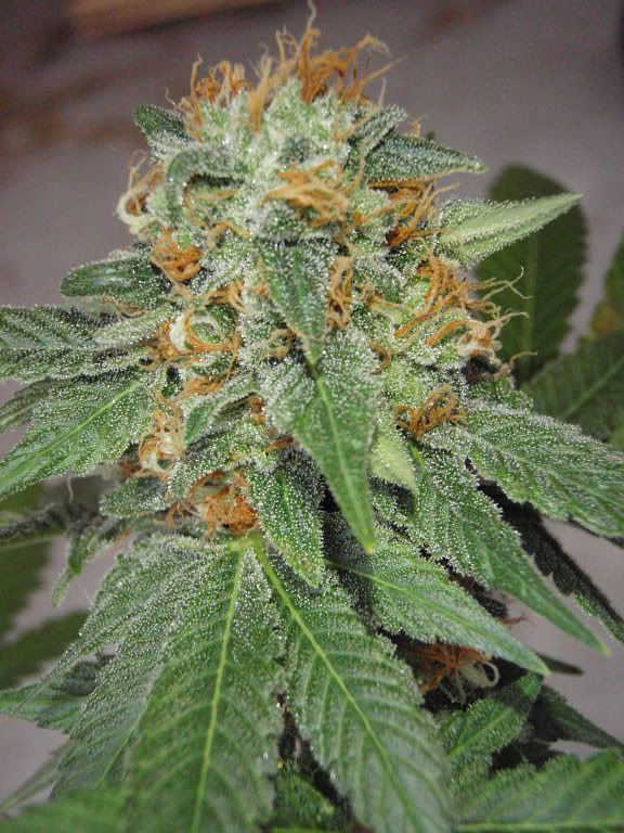 k831harvest5_576x768.jpg