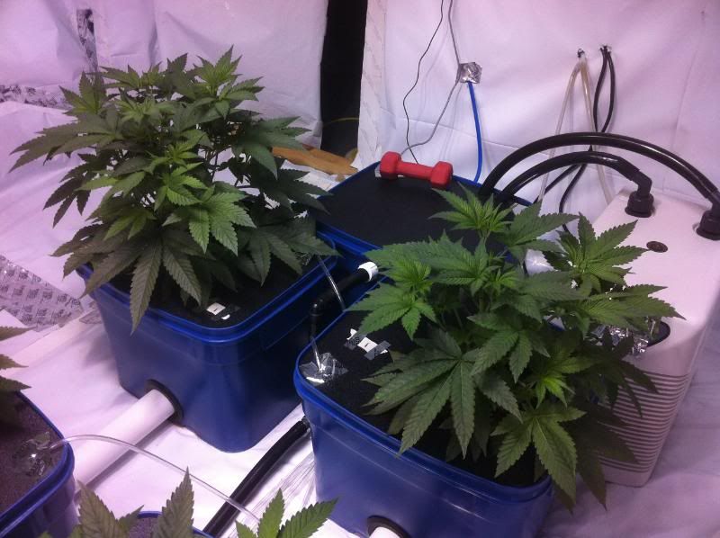 plant1s.jpg