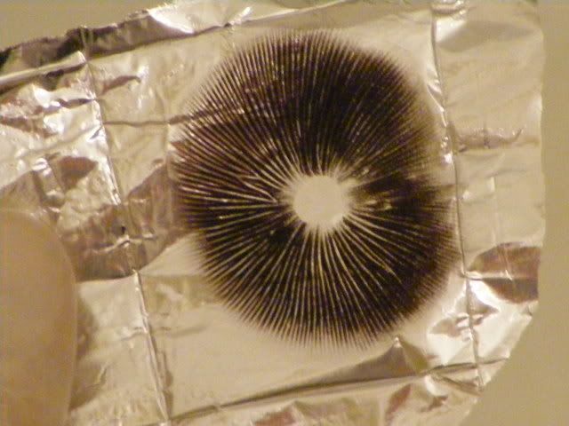 mushroomstuff022.jpg