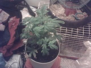 Floweringweek1orso002.jpg