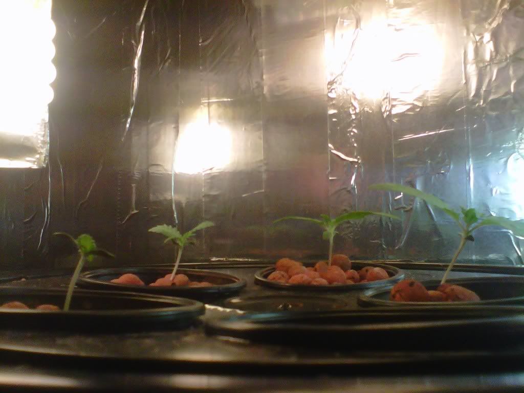 IMG-20110818-00028.jpg