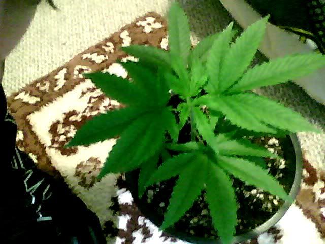 Snapshot_20101212_1.jpg