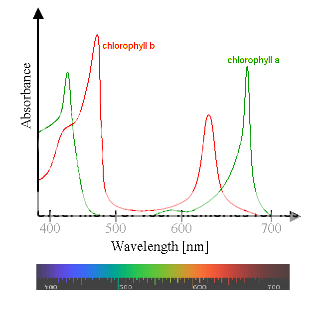 Chlorophyll_ab_spectra2.png