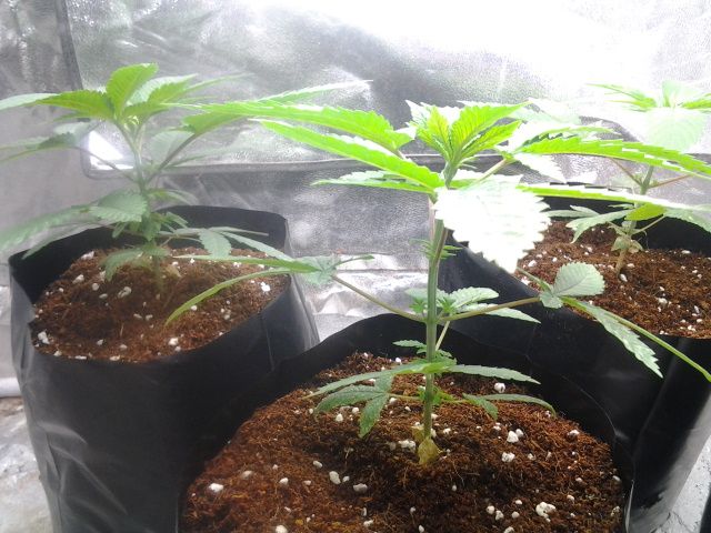 2013-04-24175748_zps01955bee.jpg
