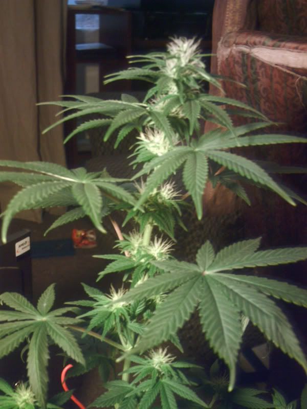 21-7-07Plant1.jpg