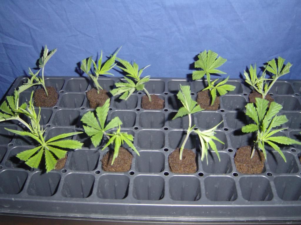fpclone2.jpg