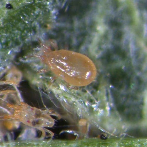 bugsforbugs.com.au
