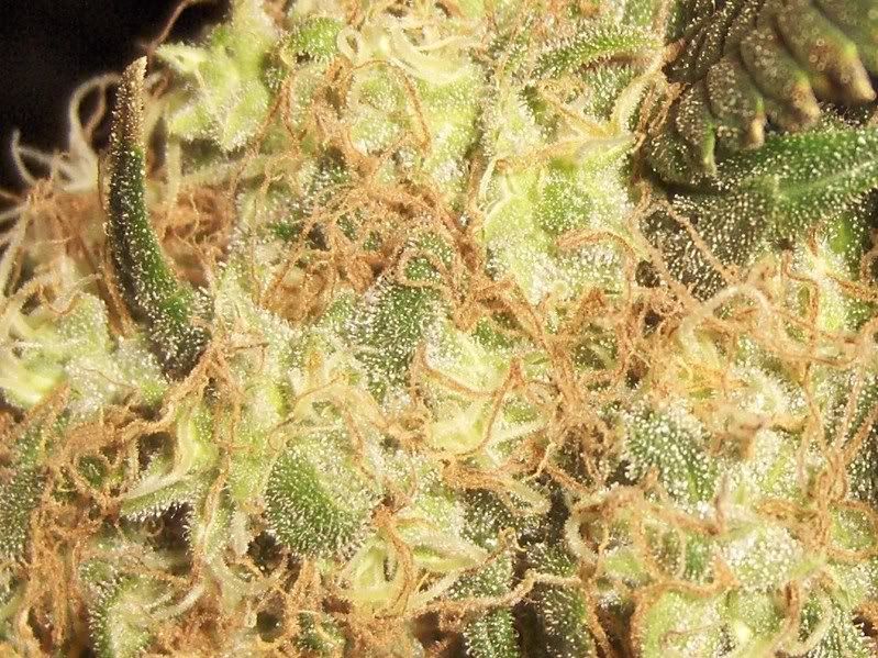onedayb4flush018-1-1-1.jpg