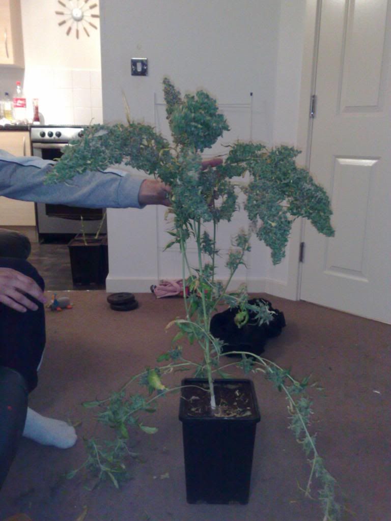 trim022.jpg