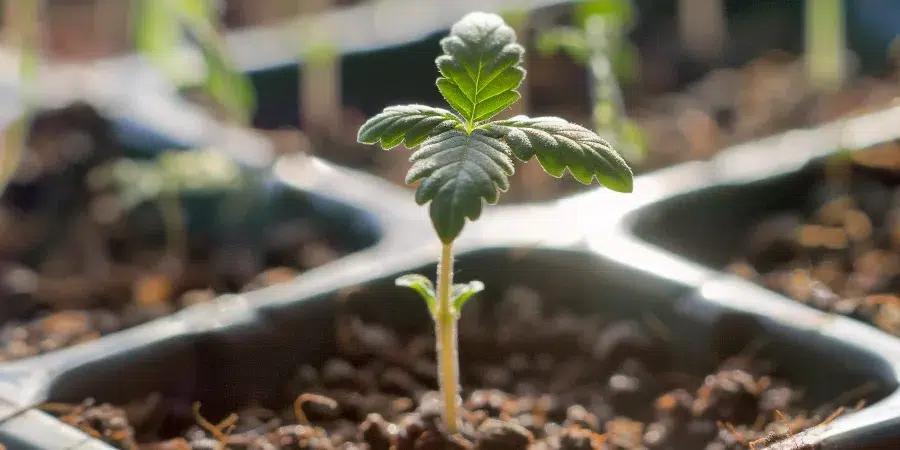 www.ilovegrowingmarijuana.com