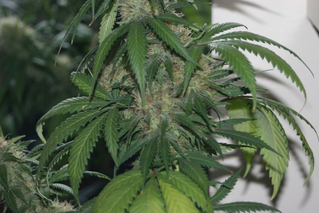 perpetualgrow036.jpg