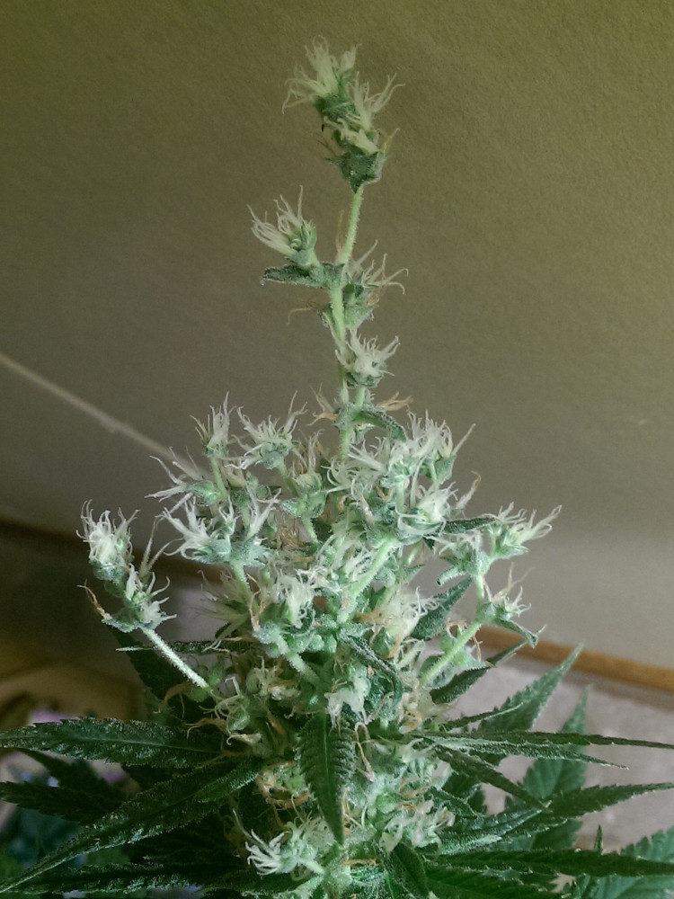 F66PTpT.jpg