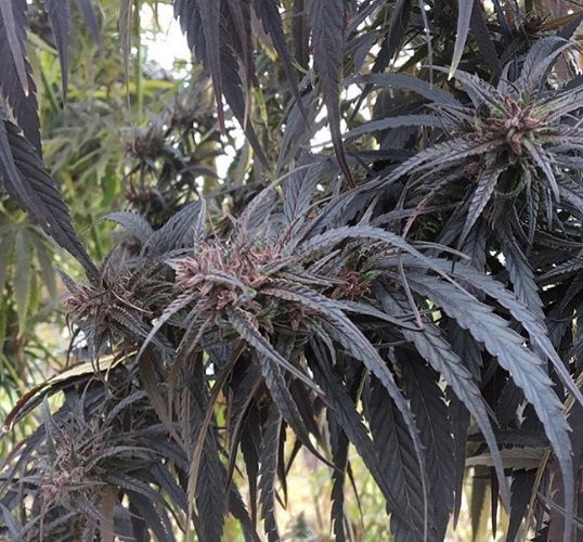 Kumaoni1.jpg