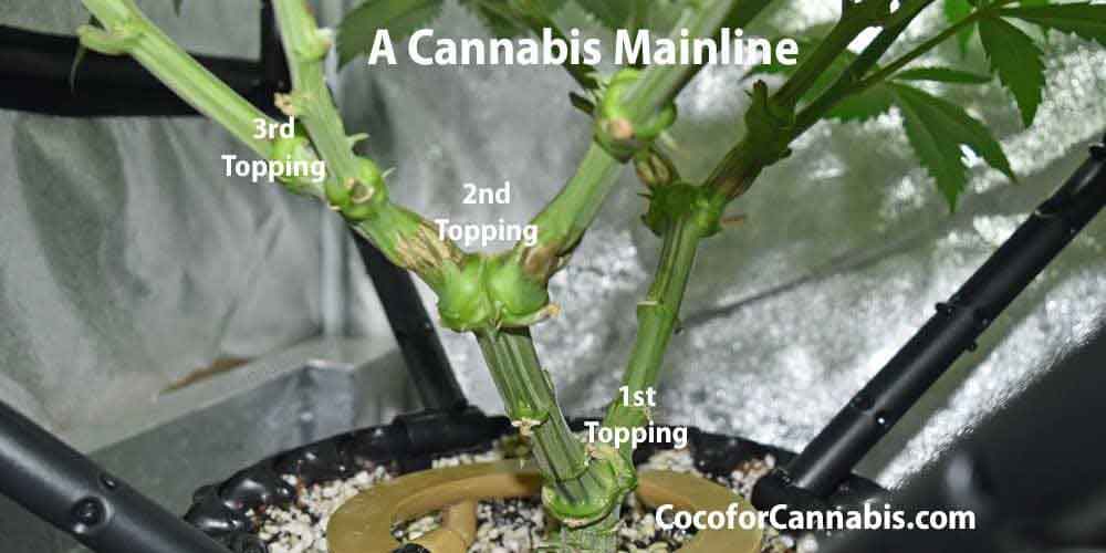 www.cocoforcannabis.com