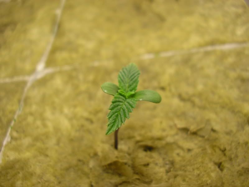 P1010005.jpg
