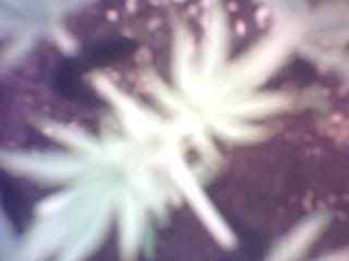 Day5flowering005.jpg