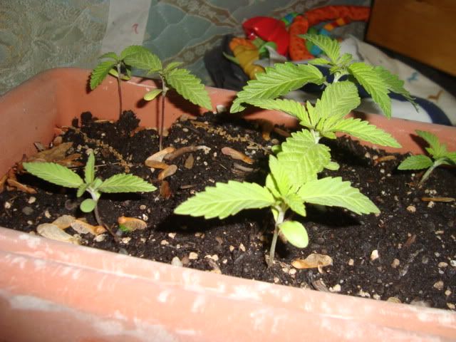DSC00895.jpg