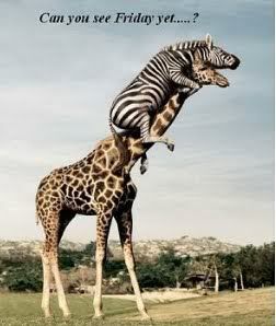 Animals2.jpg