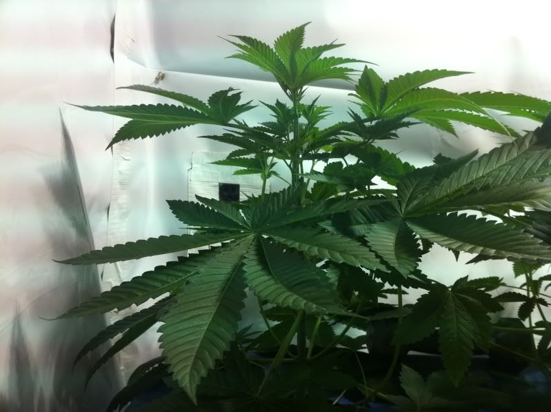 plant3side.jpg