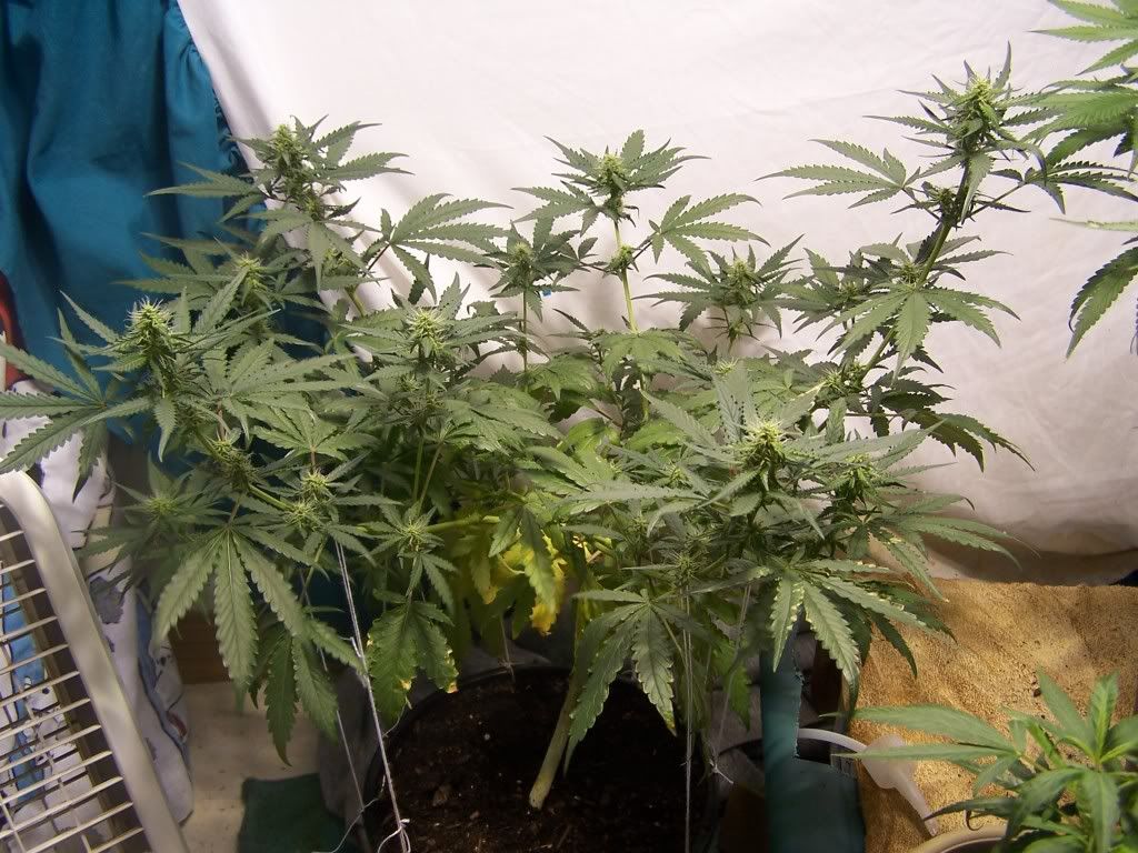 July21picsofcrop002.jpg