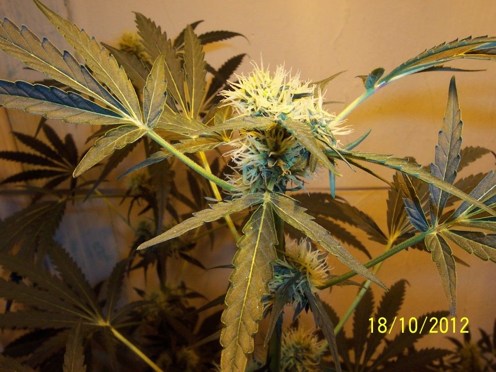 100_2779.jpg
