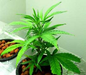 healthy-hydro-plant_0.jpg