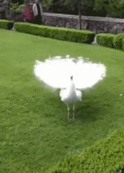 giphy.gif