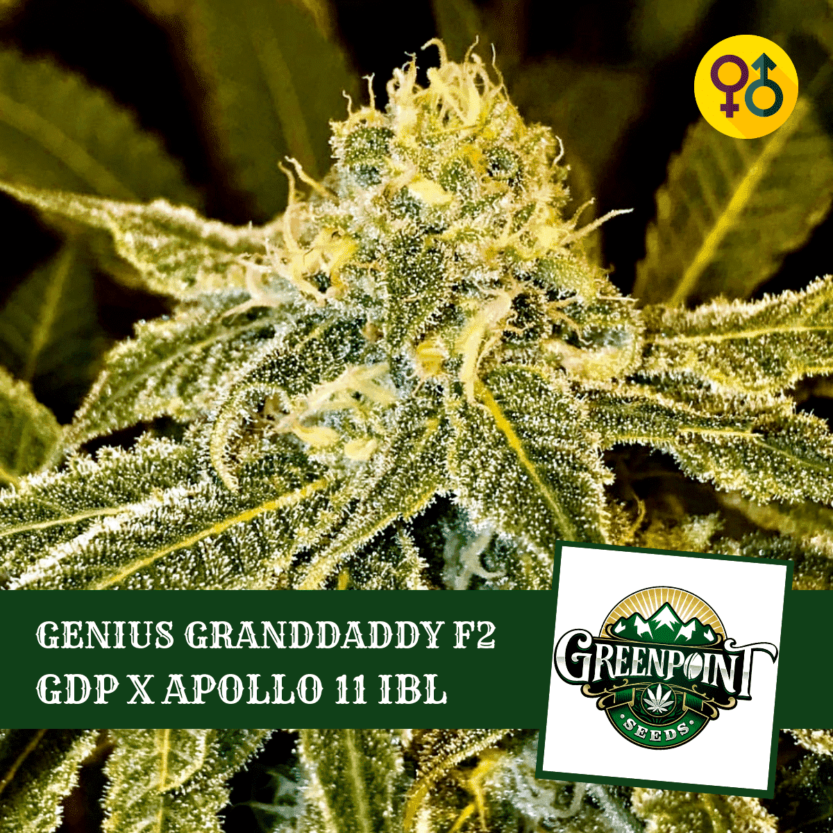 genius-grandaddy-f2-seeds_greenpoint_2a.png