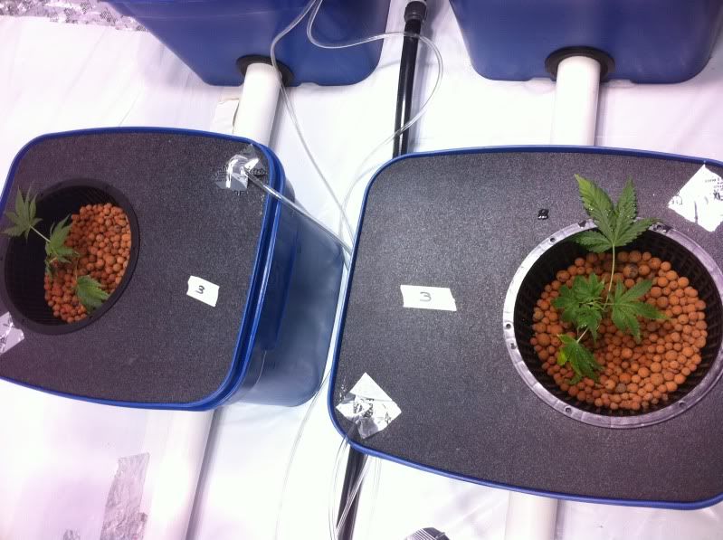 BubbaOGplant3.jpg