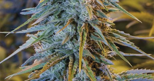 www.humboldtseeds.net